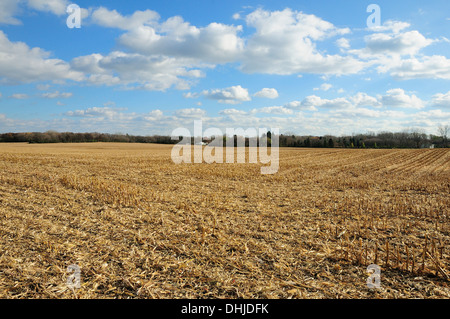 Frisch geschnitten Sie Futtermais Feld im Herbst Stockfoto