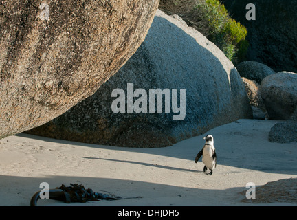 Afrikanische Pinguin (Spheniscus Demersus) Wild, Boulders Beach, Cape Peninsula, Südafrika stark gefährdet Stockfoto