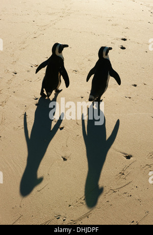 Afrikanische Pinguin (Spheniscus Demersus) Wild, Boulders Beach, Cape Peninsula, Südafrika stark gefährdet Stockfoto