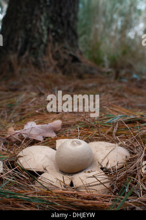 Eine spektakuläre Collared Earthstar Pilz wächst unter den großen Tannennadeln. Stockfoto