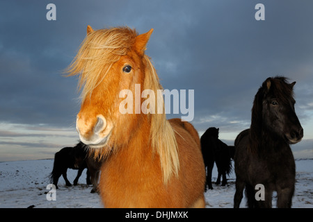 Islandpferd Porträt. Stockfoto