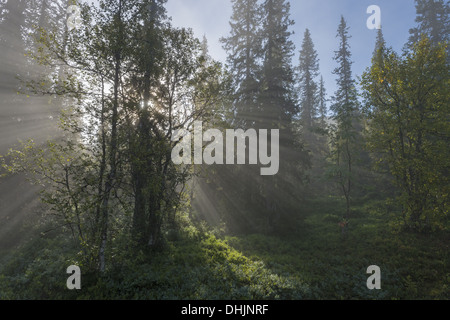 Sonnenstrahlen fallen durch Bäume, Schweden Stockfoto