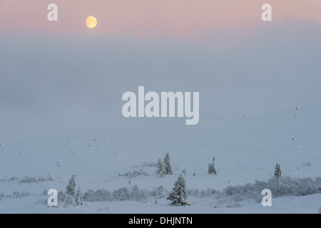 verschneite Landschaft in der Abenddämmerung, Lappland, Schweden Stockfoto