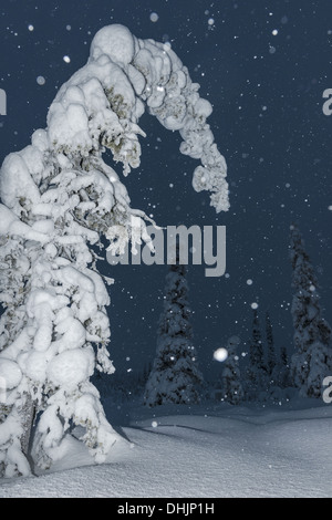 Schneefall, Muddus NP, Lappland, Schweden Stockfoto