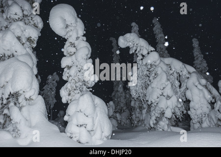 Schneefall, Muddus NP, Lappland, Schweden Stockfoto