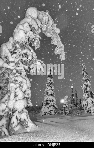 Schneefall, Muddus NP, Lappland, Schweden Stockfoto