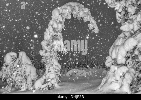 Schneefall, Muddus NP, Lappland, Schweden Stockfoto