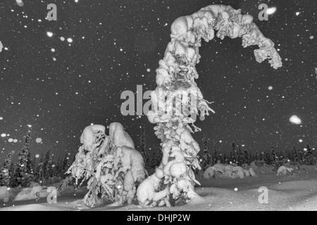 Schneefall, Muddus NP, Lappland, Schweden Stockfoto