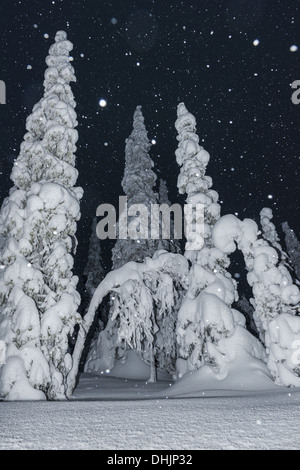 Schneefall, Muddus NP, Lappland, Schweden Stockfoto