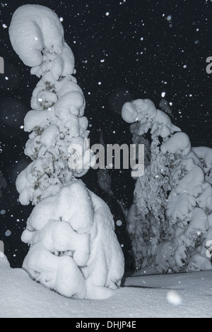 Schneefall, Muddus NP, Lappland, Schweden Stockfoto