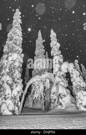 Schneefall, Muddus NP, Lappland, Schweden Stockfoto