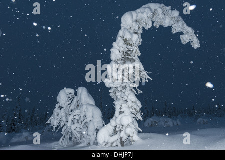 Schneefall, Muddus NP, Lappland, Schweden Stockfoto