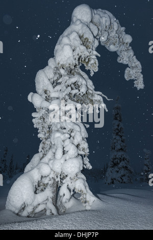Schneefall, Muddus NP, Lappland, Schweden Stockfoto