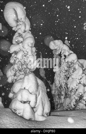 Schneefall, Muddus NP, Lappland, Schweden Stockfoto