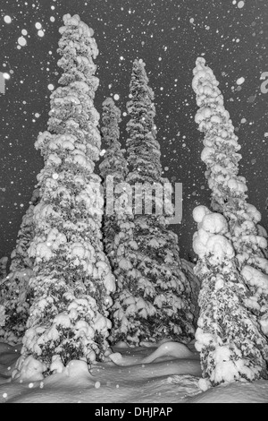 Schneefall, Muddus NP, Lappland, Schweden Stockfoto