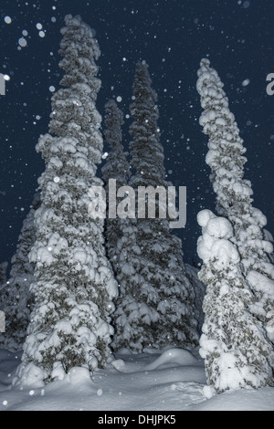 Schneefall, Muddus NP, Lappland, Schweden Stockfoto