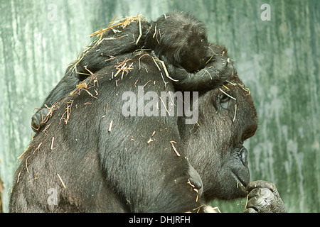 weiblichen Gorilla mit Baby auf dem Rücken schlafen Stockfoto