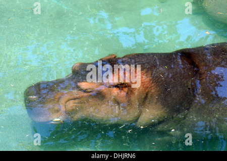 Nilpferd unter Wasser Stockfoto