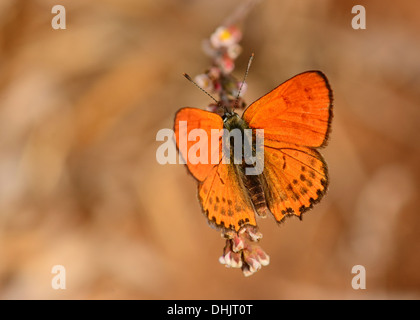 Geringerem feurige Kupfer, Schmetterling Stockfoto