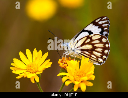 Anaphaeis Aurota, Schmetterlinge ernähren sich von Nektar Stockfoto