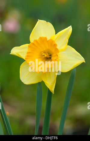 Narzisse mit grünem Hintergrund, Narcissus Stockfoto