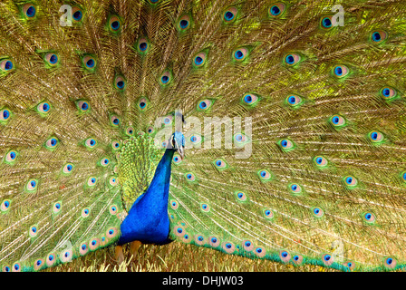 Indische Pfau Balz Stockfoto