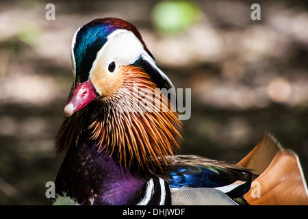 Mandarin Ente Stockfoto