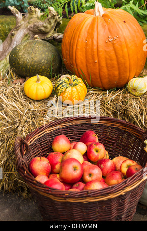 Kürbisse auf Strohballen, frisch geernteten Äpfel in einem Weidenkorb Stockfoto