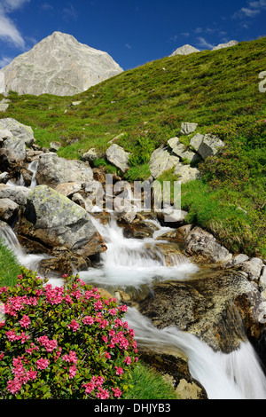 Alpine rose vor einem Gebirgsbach, Alpe di Rotondo, Gotthard, Tessin, Schweiz reichen Stockfoto