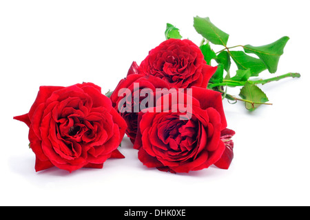 Nahaufnahme von ein paar schöne roten Rosen auf weißem Hintergrund Stockfoto