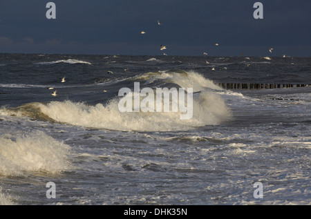 Möwen über stürmische See, Ostseeküste, Mecklenburg Western Pomerania, Deutschland, Europa Stockfoto