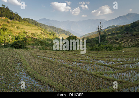 Traumhafte Berglandschaft und vielen Reisterrassen im Nord Westen von Vietnam, Lao Cai Provinz, in der Nähe von Sapa. Stockfoto