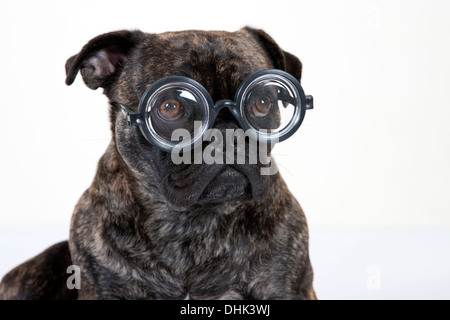 französische Bulldogge Mops mit Brille Stockfoto