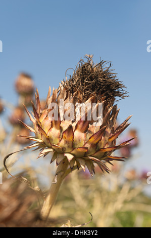 Artischocke Blüte gegen blauen Himmel Stockfoto