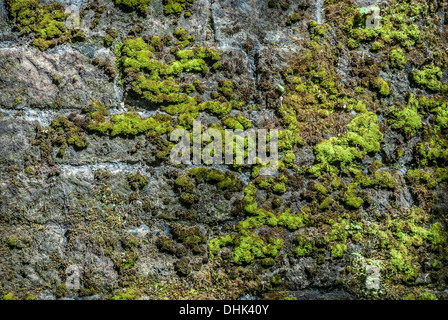 Moos und Algen bedeckt Sandstein-Wand Stockfoto