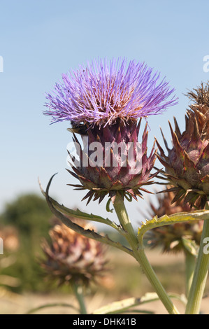 Artischocke Blüte gegen blauen Himmel Stockfoto