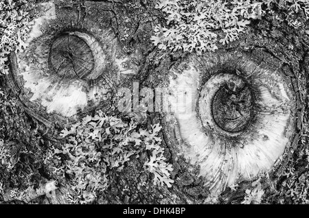 Birke Rinde, Ljoerdalen, Norwegen Stockfoto