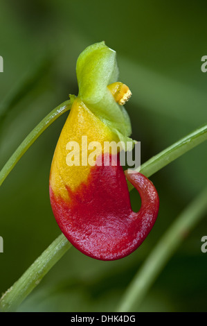 Rot-gelbe Blume des Kongo Kakadu Stockfoto