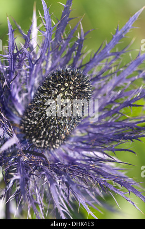 Alpine Meer Holly (Eryngium Alpinum) Stockfoto