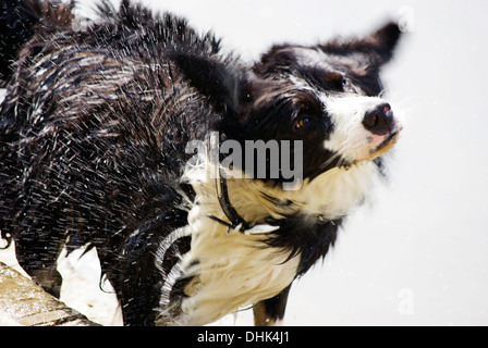 Hund Wasser abschütteln Stockfoto