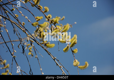 Sharp-leaved Weide Stockfoto