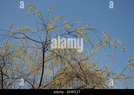 Sharp-leaved Weide Stockfoto