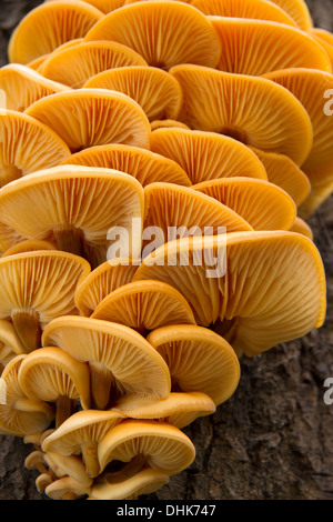 Pilze wachsen auf einem Baumstamm in den herbstlichen Wald Stockfoto