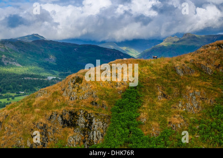 Von Loughrigg im Lake District auf dem Kamm des Hügels mit Blick auf Langdale Pikes mit Herdwick Schafe Stockfoto