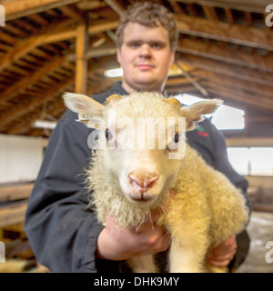 Landwirt mit Neugeborenen Lämmern, Eastern, Island Stockfoto