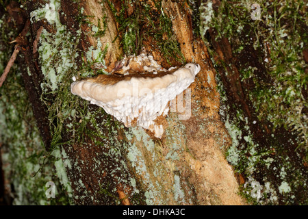 Pilz, rot gebändert Polypore Fomitopsis Pinicola. Stockfoto