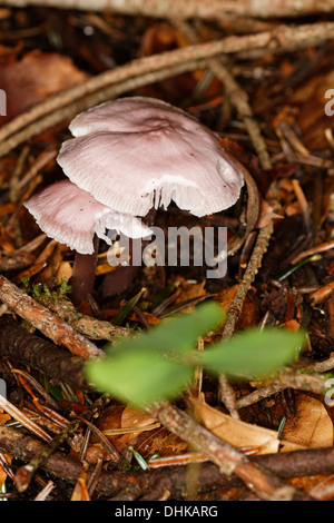 Rosig Bonnet, Mycena Pura, Mycena Rosea, Alpen, Frankreich Stockfoto