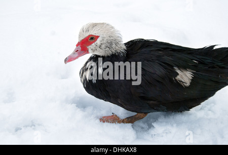 Barbarie-Ente (Cairina Moschata) im winter Stockfoto