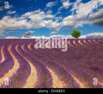 Lavendel-Feld mit schönen Wolken und ein Baum am Horizont. Frankreich, Provence. Stockfoto