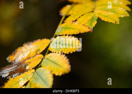 Asche Baum-Zweig im Herbst mit gelben Blättern Stockfoto